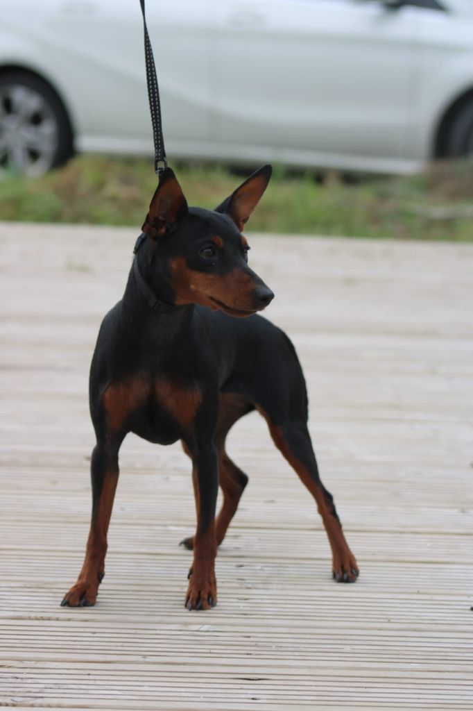 CH. De la Maison d'Este Uccinasky