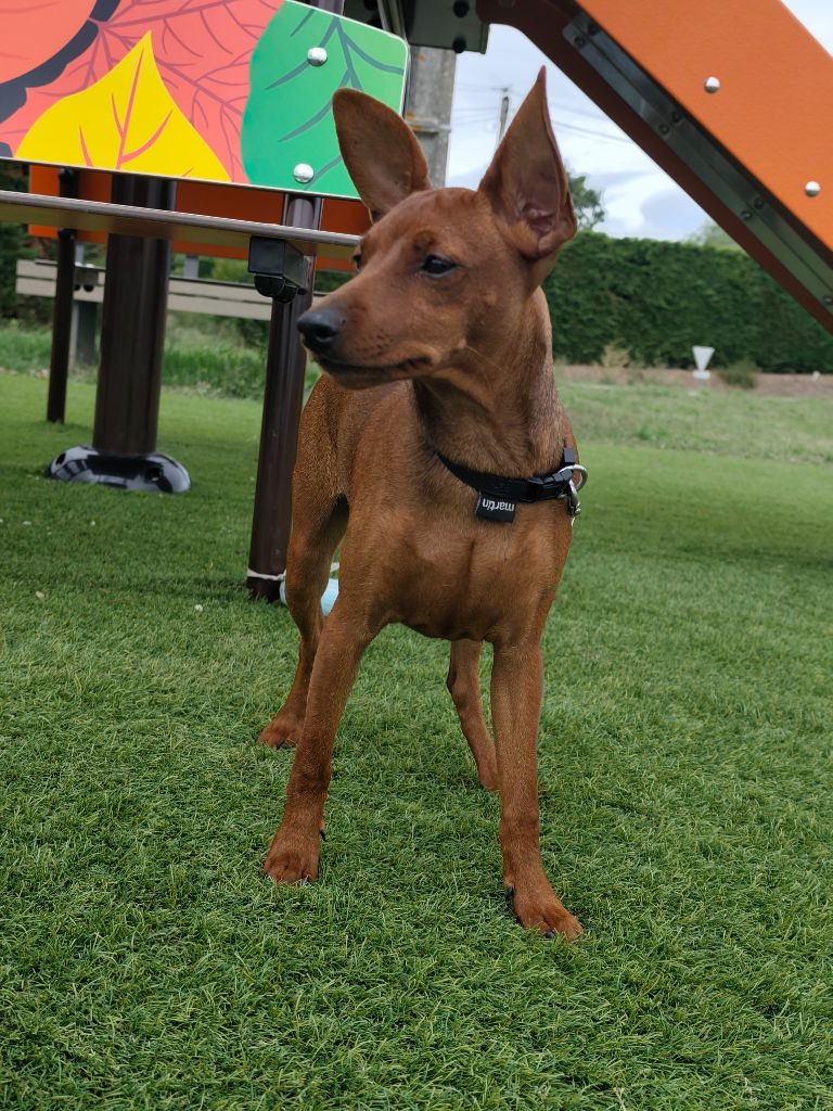 L'alliance De Mallory Aya