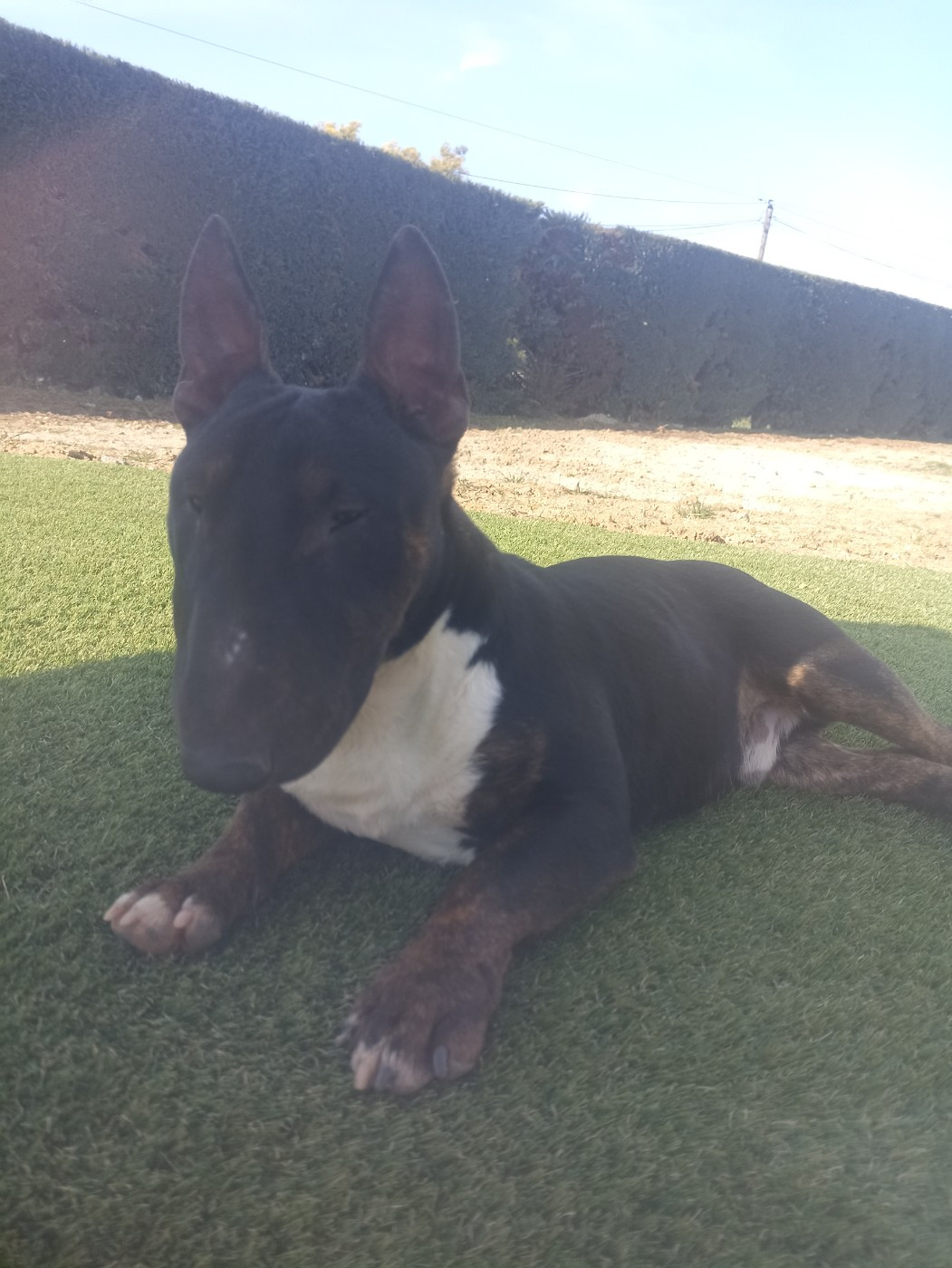 Vampy des minis diables des Minis Diables de Taz