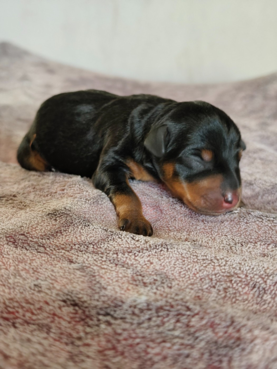 L'alliance De Mallory - Chiots disponibles - Pinscher nain