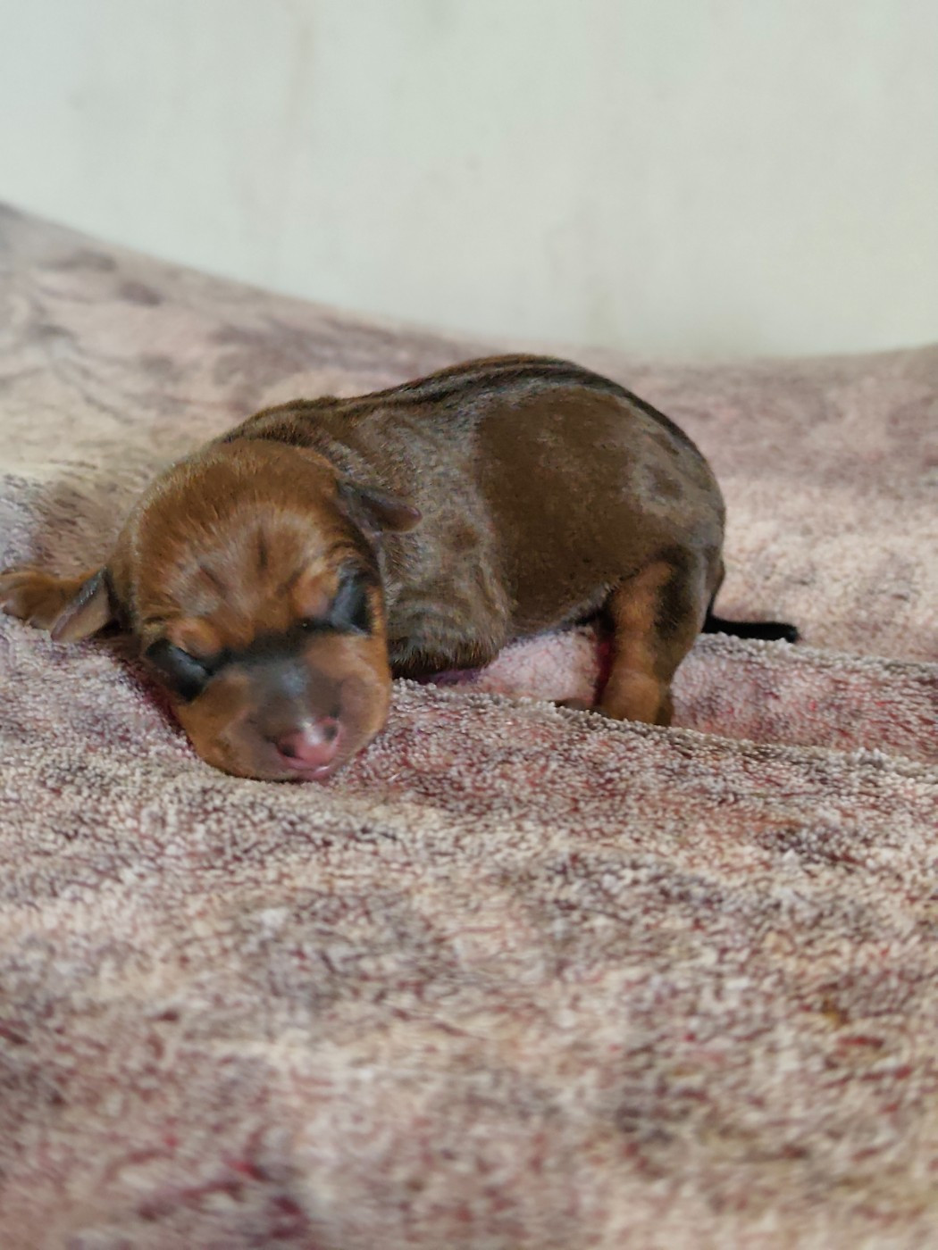 L'alliance De Mallory - Chiots disponibles - Pinscher nain
