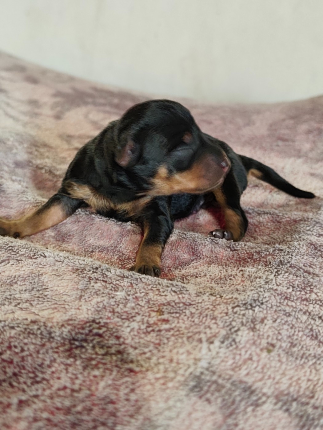 L'alliance De Mallory - Chiots disponibles - Pinscher nain