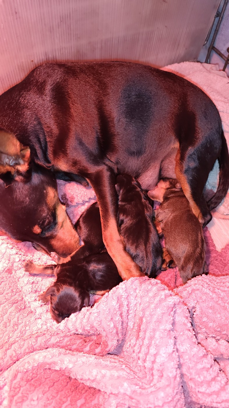 Chiot Pinscher nain L'alliance De Mallory